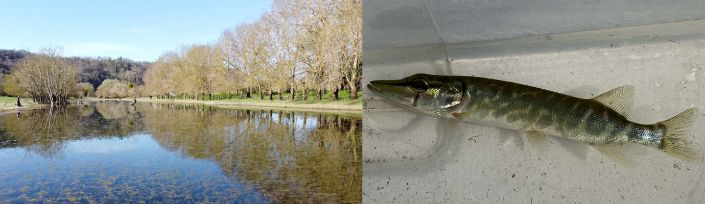 Frayère à brochet / Brocheton 