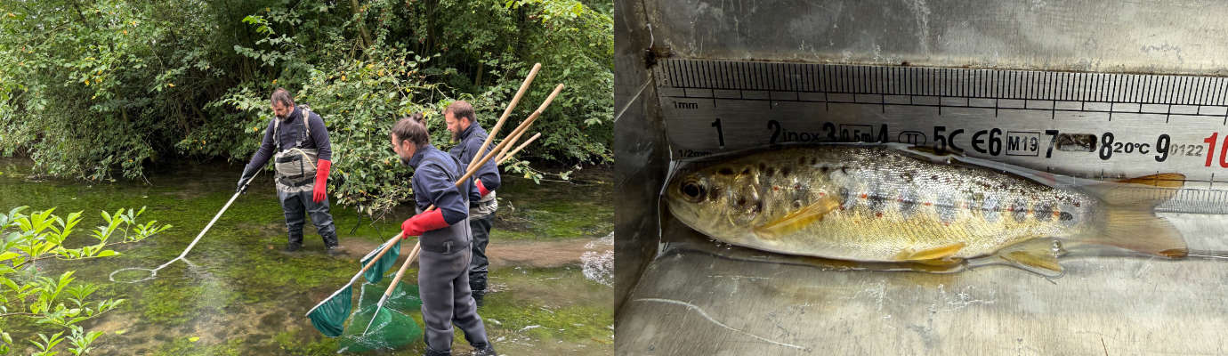 Pêche éléctrique et truitelle 
