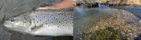 Tuite de mer / Nid de truite de mer